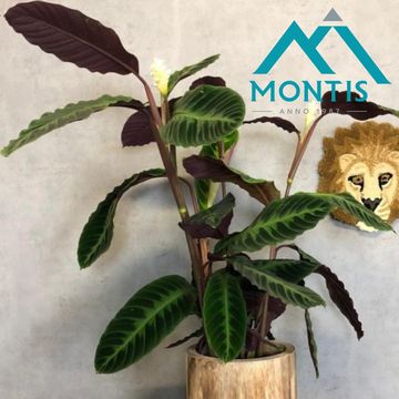 Calathea warscewiczii