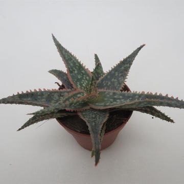 Aloe 'Pink Blush'