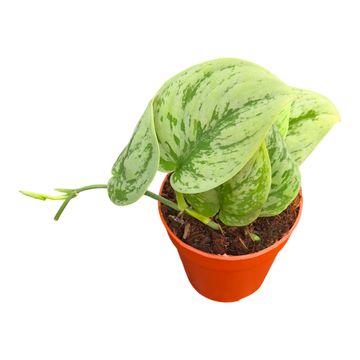 Scindapsus 'Nangga Seni'