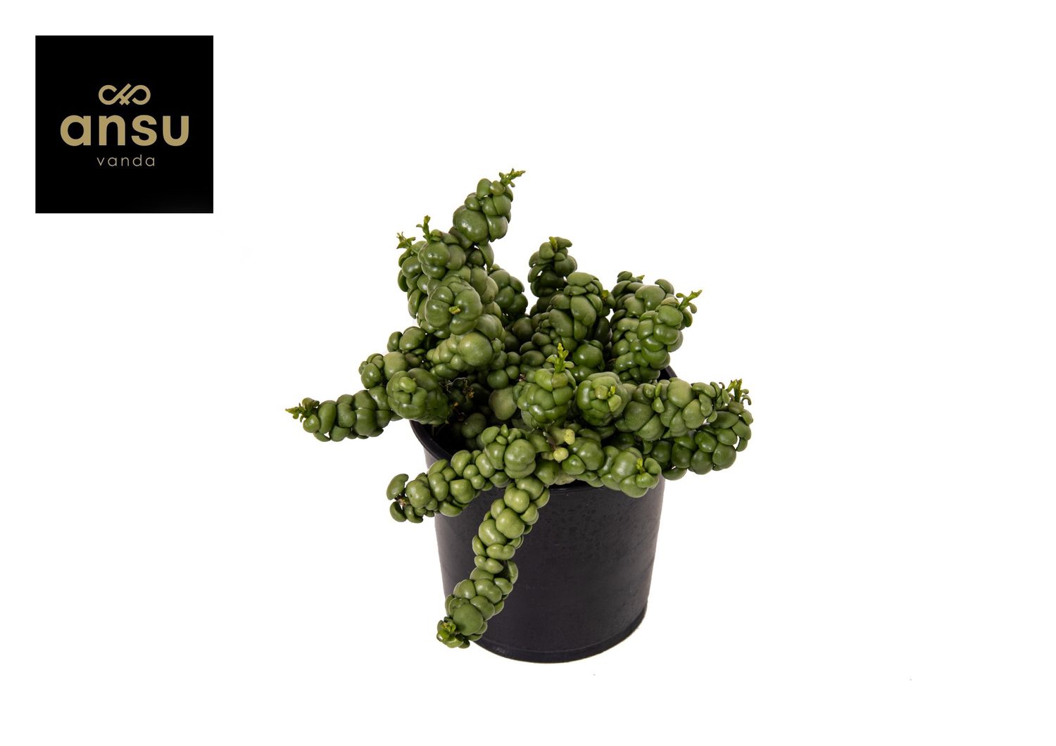 Dischidia 'Pangolin Kisses' — Plant Wholesale FlorAccess