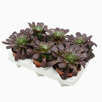 Aeonium arboreum 'Velours'