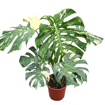 Monstera 'Thai Constellation'