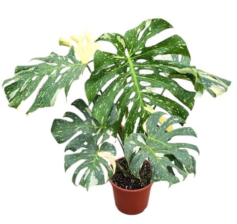 Monstera 'Thai Constellation'