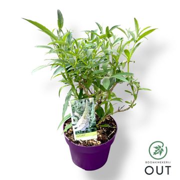 Buddleja davidii BUZZ IVORY