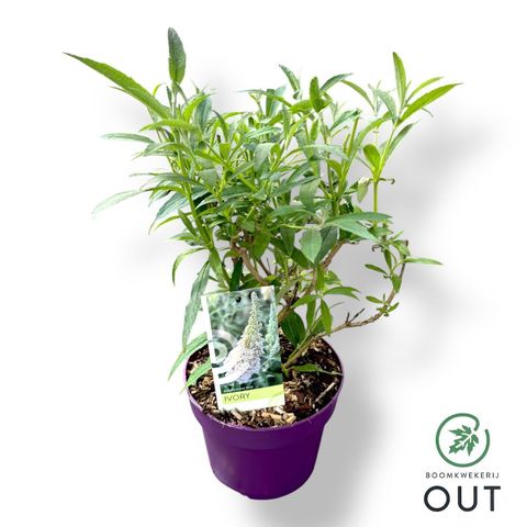 Buddleja davidii BUZZ IVORY