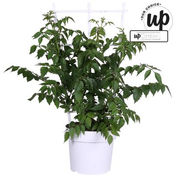 Campsis x tagliabuana SUMMER JAZZ FIRE