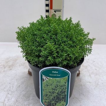 Hebe 'Emerald Gem'