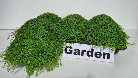 Soleirolia soleirolii