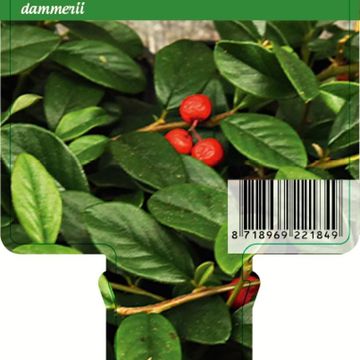 Cotoneaster dammeri