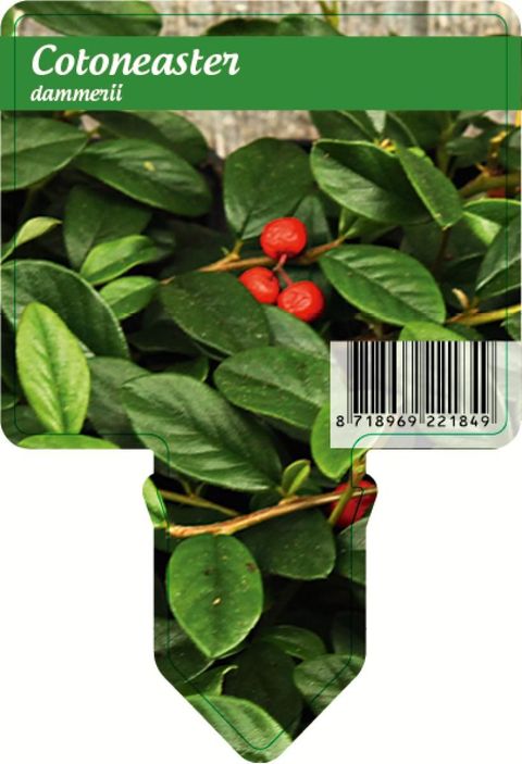 Cotoneaster dammeri