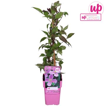 Clematis montana rubens (M)