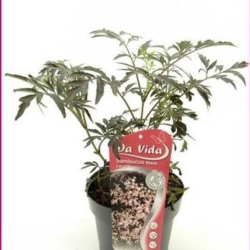 Sambucus nigra BLACK BEAUTY