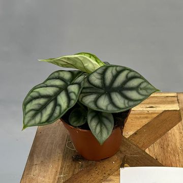 Alocasie 'Silver Dragon'