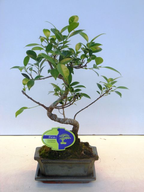 Ficus microcarpa