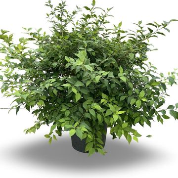 Styrax japonicus