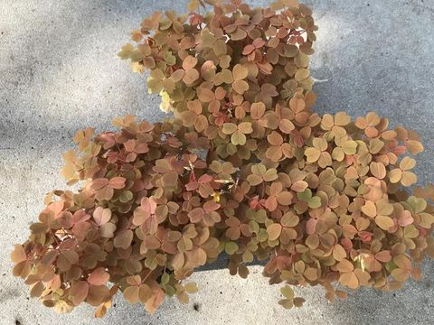 Oxalis vulcanicola 'Sunset Velvet'