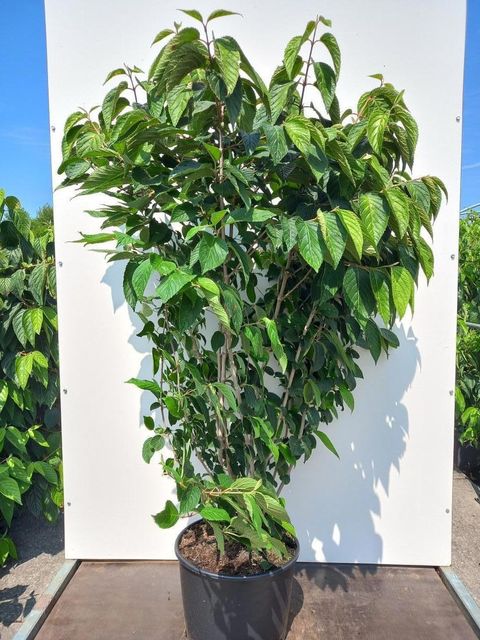 Viburnum plicatum 'St Keverne'