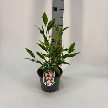 Magnolia figo