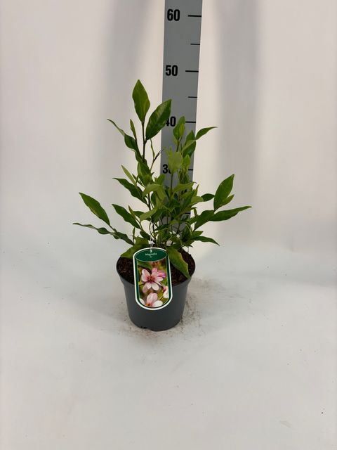 Magnolia figo