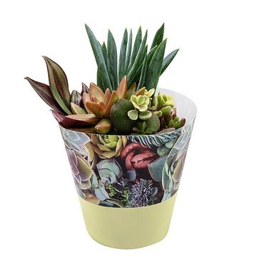 Сукуленти MIX IN POT