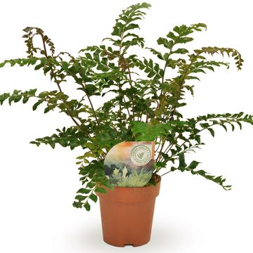 Didymochlaena truncatula