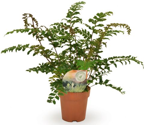 Didymochlaena truncatula