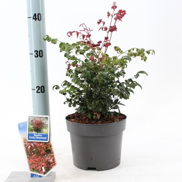 Nandina domestica CURLY OBSESSED