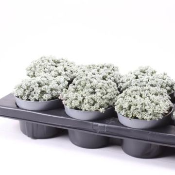 Sedum spathulifolium 'Cape Blanco'
