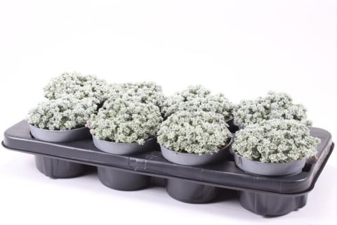 Sedum spathulifolium 'Cape Blanco'