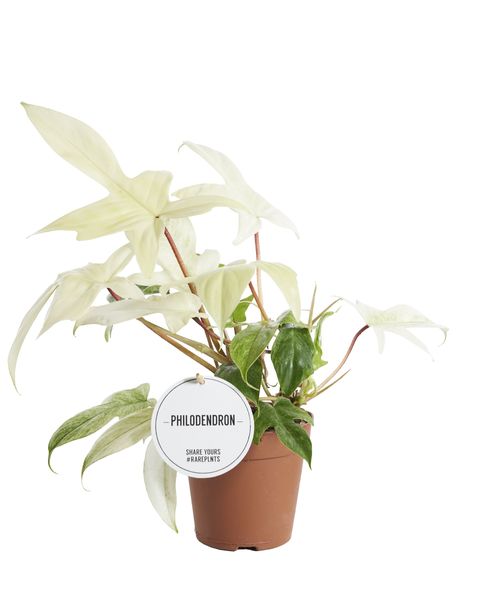 Philodendron FLORIDA GHOST  Plant Wholesale FlorAccess