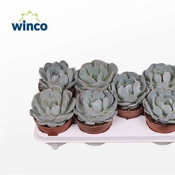 Echeveria 'Grey Prince'