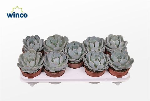 Echeveria 'Grey Prince'