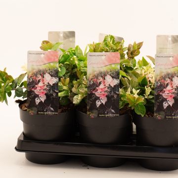 Trachelospermum 'Chameleon'