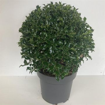 Ilex aquifolium 'Alaska'