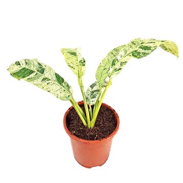 Epipremnum giganteum 'Variegata'