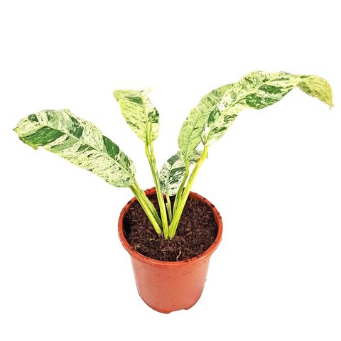 Epipremnum giganteum 'Variegata'