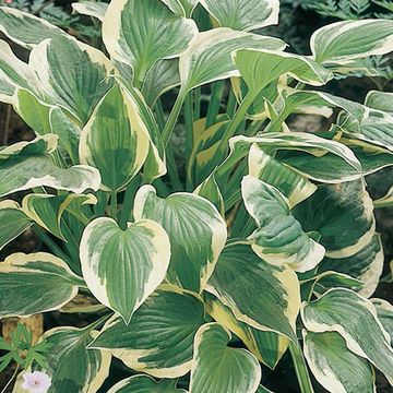 Hosta 'Patriot'