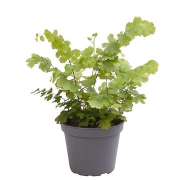 Bouteille de plantes immergées Adiantum Tenerum – Atelier Kumo