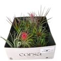 Tillandsia MIX