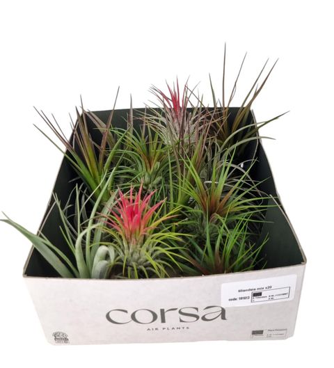 Tillandsia MIX