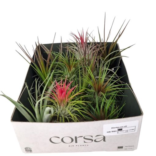 Tillandsia MIX