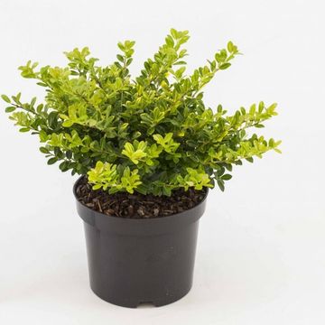 Ilex crenata 'Golden Gem'