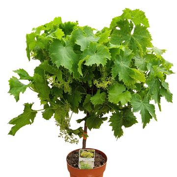 Vitis 'Moscatel'