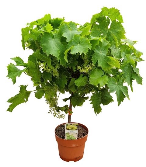 Vitis 'Moscatel'