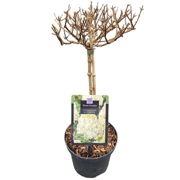 Hydrangea paniculata 'Polar Bear'