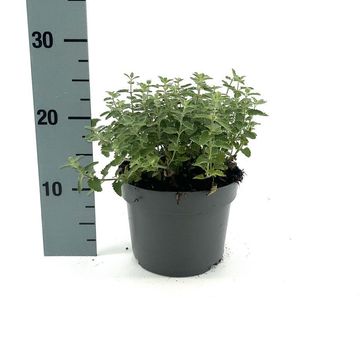 Nepeta 'Junior Walker'