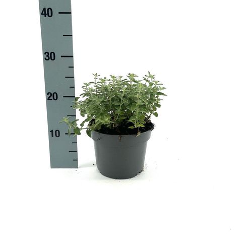 Nepeta 'Junior Walker'