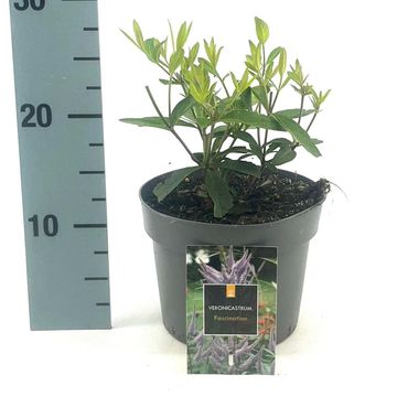 Veronicastrum virginicum 'Fascination'