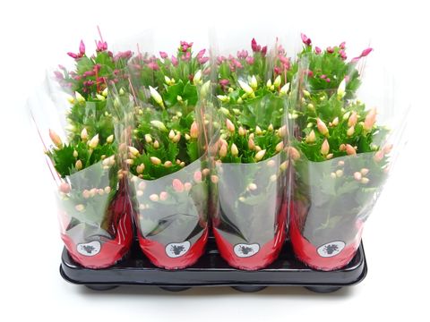 Schlumbergera MIX