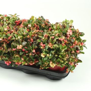 Gaultheria procumbens 'Winter Pearls'